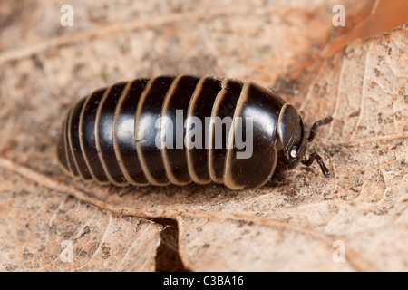 Pillola millepiedi, Glomeris marginata, Derbyshire Foto Stock