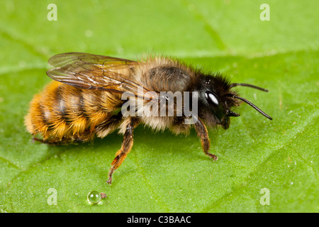 Il minatore bee, probabilmente Andrena nigroaenea Foto Stock