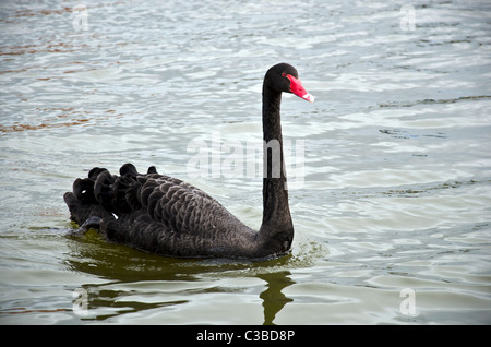 Australian Black Swan sul fiume Thurne, Norfolk Broads, East Anglia, Inghilterra. Foto Stock