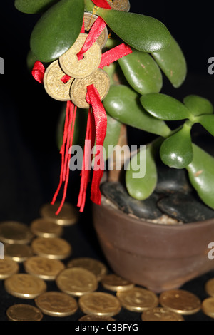 Il Feng Shui monete su Money Tree con monete d'oro che simboleggia il successo e il benessere Foto Stock