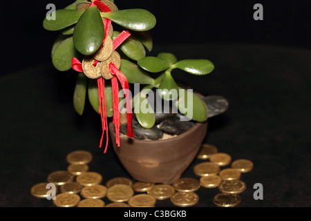 Il Feng Shui monete su Money Tree con monete d'oro che simboleggia il successo e il benessere Foto Stock