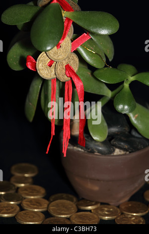 Il Feng Shui monete su Money Tree con monete d'oro che simboleggia il successo e il benessere Foto Stock