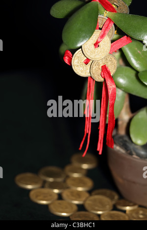 Il Feng Shui monete su Money Tree con monete d'oro che simboleggia il successo e il benessere Foto Stock