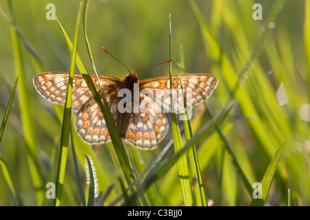 Retroilluminato con vista lato inferiore di Marsh Fritillary Euphydryas aurinia sul gambo di erba, Gloucestershire, Regno Unito, maggio 2011. Foto Stock