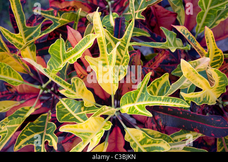 Codiaeum variegatum o Crotons in Antigua Foto Stock