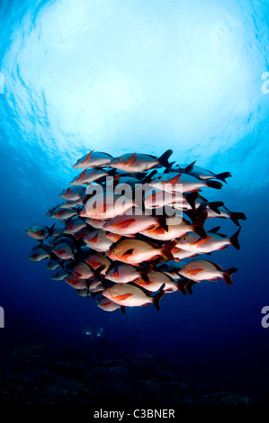 Humpback snapper Lutjanus-gibbus Foto Stock