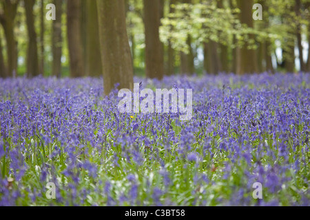 Bluebell boschi in faringdon oxfordhire Foto Stock