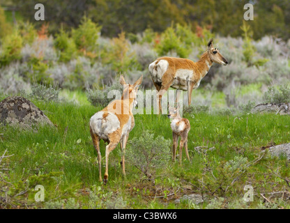 Un Pronghorn antelope madre e fulvo, molla-time nelle Montagne Rocciose. Foto Stock