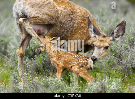 Close-up di cervi madre lattante Foto Stock