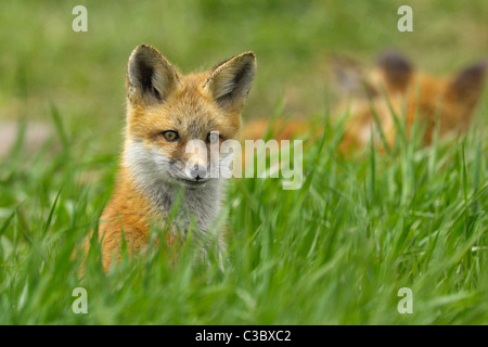 Ritratto di un bambino red fox Foto Stock