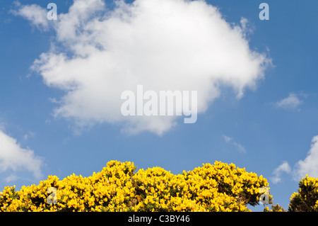 Gorse bush in fiore contro un cielo Foto Stock