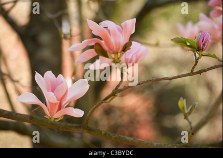 Magnolia sprengeri in fiore Foto Stock