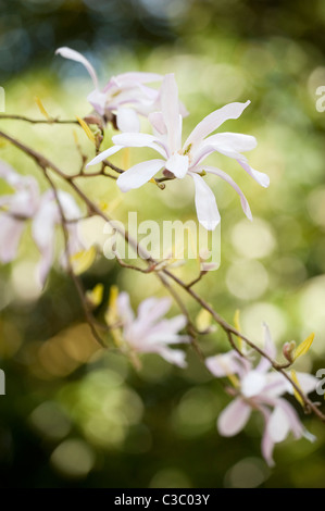 Magnolia x loebneri 'Leonard Messel' in fiore Foto Stock