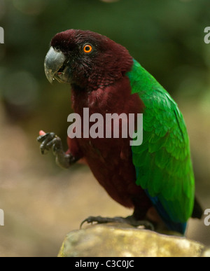 Red-breasted muschio-parrot o Kaka (Prosopeia koroensis); Kula Eco Park, Viti Levu, Fiji. Foto Stock