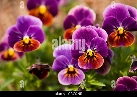 Viola F1 sfumature di antiquariato in fiore Foto Stock