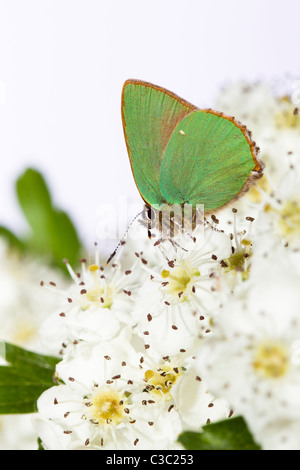 Green Hairstreak butterfly Callophrys rubi Foto Stock