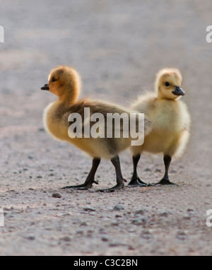 Coppia di Oche del Canada goslings, Warwickshire Foto Stock