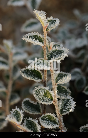 Trasformata per forte gradiente di brina sui cotoneaster foglie in un Devon giardino in inverno Foto Stock