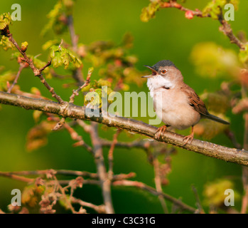 Whitethroat maschio (Sylvia communis) cantare dal pesce persico, Warwickshire Foto Stock