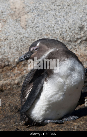 Pinguino africano (Spheniscus demersus) capretti sulla Spiaggia Boulders Città di Simon Table Mountain N.P. Western Cape Sud Africa Foto Stock