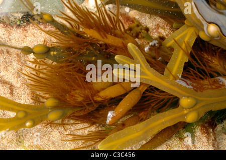 Un alghe brune (Ectocarpus tomentosus) epiphytic sulla vescica wrack, (Fucus vesiculosus) in un rockpool, Cornwall Regno Unito Foto Stock