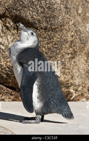 Pinguino africano (Spheniscus demersus) capretti cercando Boulders Beach Città di Simon Table Mountain National Park Cape Foto Stock