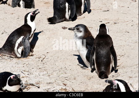 I Penguins africani (Spheniscus demersus) colonia nidificazione con i capretti Boulders Beach Simon's Town Cape Peninsula Western Cape Foto Stock