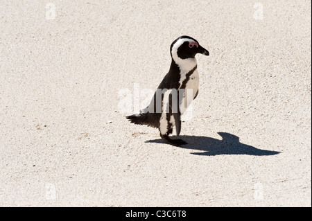 Pinguino africano (Spheniscus demersus) su Boulders Beach, Città di Simon Table Mountain National Park Penisola del Capo Western Cape Foto Stock