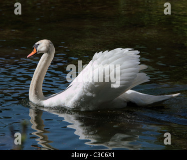 Cigno sull acqua, come si passa da con le ali sollevate. Foto Stock