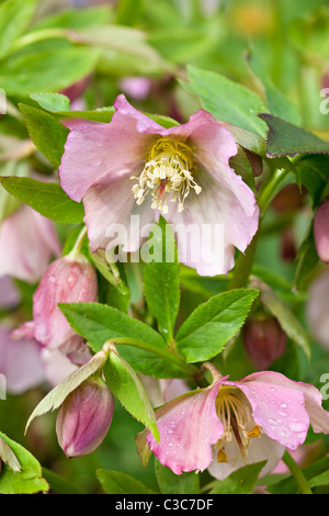 Veratro rosa (l'Elleboro orientalis) fiori in fiore in primavera nel Sussex, Regno Unito Foto Stock