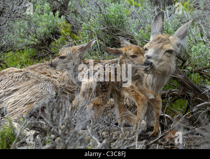 Mule Deer gemelli di un'ora il vecchio. Foto Stock