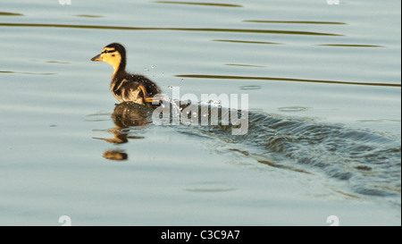 Un giovane Mallard anatroccolo nuoto sul lago Foto Stock