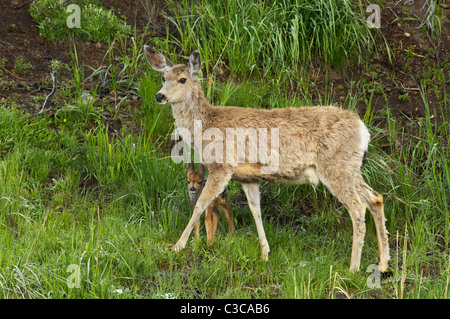 Nuova vita Mule Deer Foto Stock