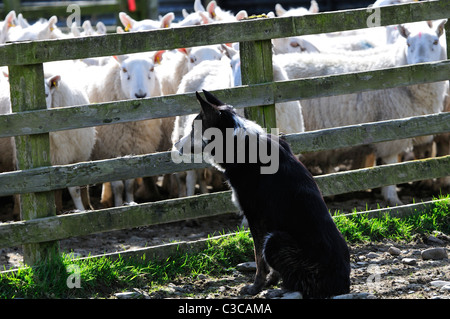 Sheepdog guardando le pecore che ha appena arrotondato fino a Slaughtree, frontiera scozzese a ovest di Keilder, REGNO UNITO Foto Stock