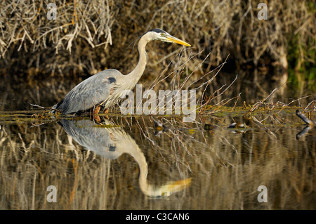 Airone blu la caccia in un parco nazionale Grand Teton beaver pond Foto Stock