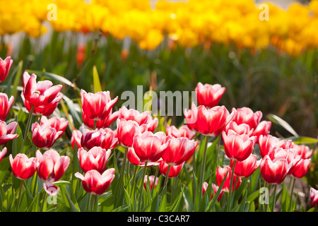 Tulip Leen van de Marchi Foto Stock