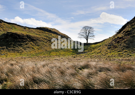 Parete di Adriano a Sycamore gap tra Housesteads e acciaio Rigg. Famoso sicomoro è noto come Robin Hood's Tree, Northumberland, England, Regno Unito Foto Stock