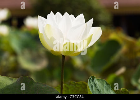 White Lotus Flower (Nelumbo nucifera) in un stagno all'interno del Palazzo Reale composto in Phnom Penh Cambogia Foto Stock