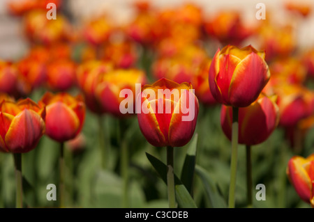 Voglia di tulipani in Highland Park in Rochester NY USA. Foto Stock