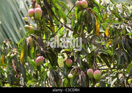 Manghi che cresce su un albero in Arpora Goa Foto Stock