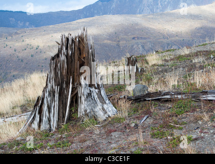 Scheggiato ceppo di albero soffiato di quando il vulcano Mount Saint Helens esploso e sradicato la foresta circostante Foto Stock