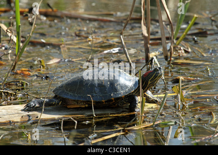 Rosso-eared Turtle o cursore (Trechemys scripta elegans ) - in un lago in inglese Foto Stock