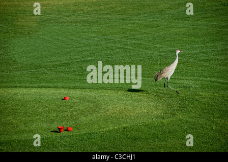 Sandhill gru a piedi su un campo da golf in Springhill, FL Foto Stock