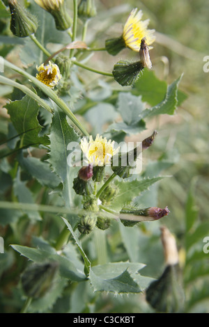 Buon sow-thistle in campo. Worksop, Notts, Inghilterra Sonchus oleraceus Foto Stock