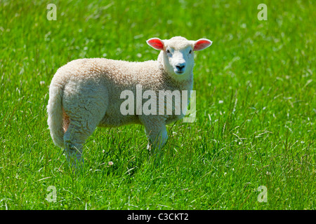 Agnello Foto Stock