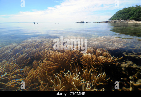 Soft Coral in fondali bassi a calmare la bassa marea, Isola Fitzroy, della Grande Barriera Corallina, Queensland, Australia Foto Stock