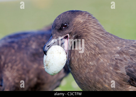 Skua marrone (Stercorarius Antartide) con un uovo di pinguino nel suo becco. Isole Falkland, Isola di ghiaia. Foto Stock