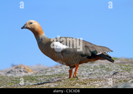 Altopiano d'oca, Magellan Goose (Chloephaga picta), femmina in piedi. Sea Lion Island, Isole Falkland. Foto Stock