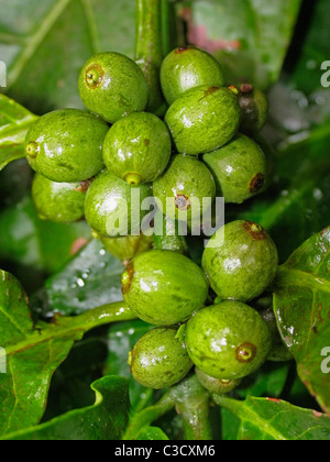 La pianta del caffè con bacche di caffè arabica, Kerala, India Foto Stock