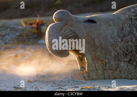 Elefante marino del sud (Mirounga leonina). Bull su di una spiaggia di sabbia, ruggito. Foto Stock